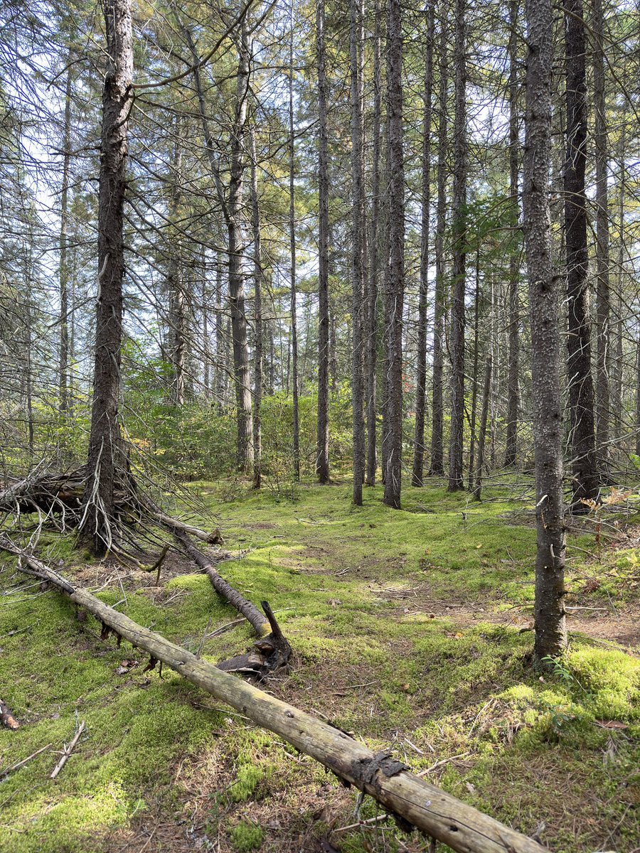 Brian Moore tweet media