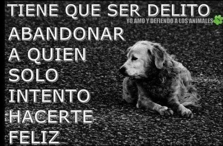 NO AL ABANDONO ANIMAL