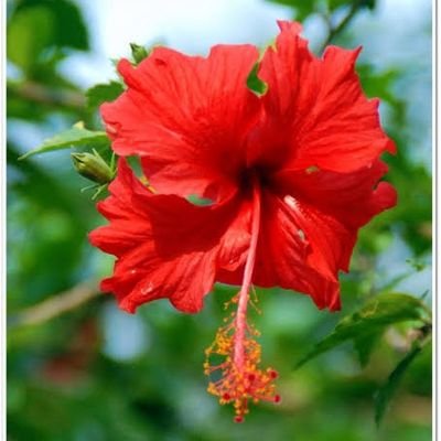 MONTEZ ALLEN tweet media