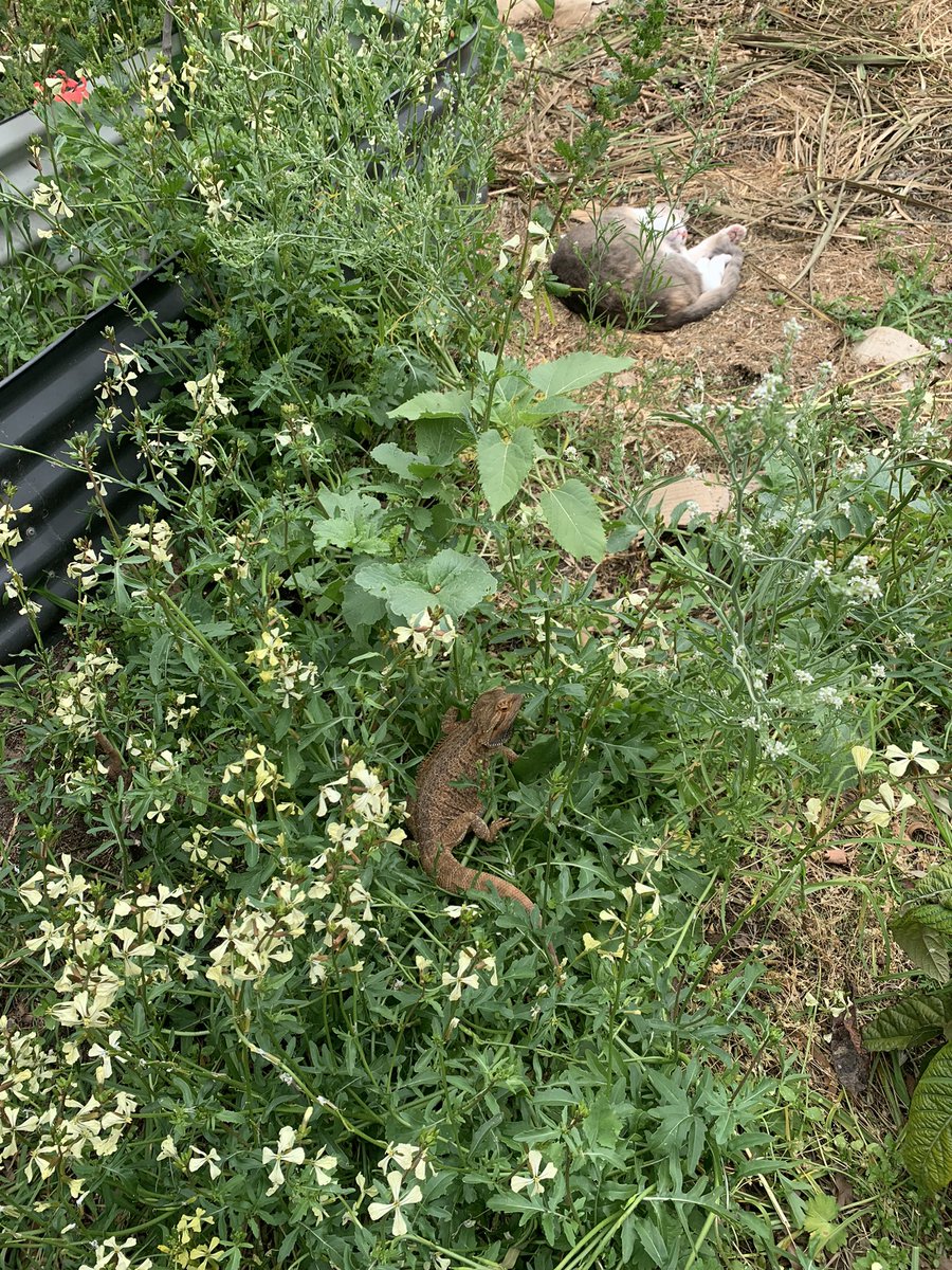 What’s happening in my garden rn