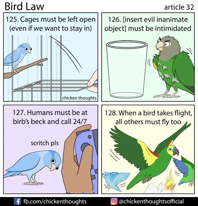 Bird law article 32 starring JP (aka troll), Bijou (@alararar), Sinjin, and Olga! 