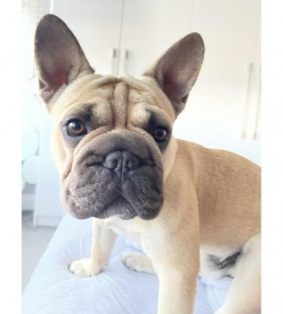 millypod1's tweet photo. 🆘29 OCT 2023 #Lost ROLLY #ScanMe
Fawn/Black Muzzle French Bulldog Male
Davy Down #Grays #Essex #RM16
PLEASE SHARE.
https://t.co/f6Dvvqw4Xr https://t.co/KgsNOyrnRm