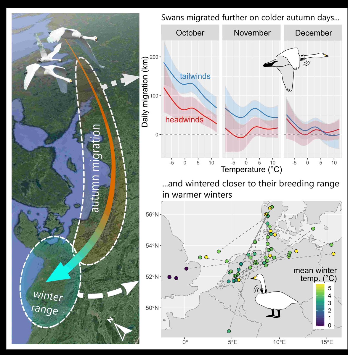 Global Change Biology (@globalchangebio) on Twitter photo || NEW RESEARCH ||
Migratory swans individually adjust their autumn migration and winter range to a warming climate
📃 buff.ly/49e1j6a
<a href="/AnimalEcol_NIOO/">Dept. of Animal Ecology</a> <a href="/IBED_UvA/">IBED</a> <a href="/raschanuijten/">Rascha Nuijten</a> <a href="/BaranesJudy/">Judy Shamoun-Baranes</a> <a href="/BartNolet/">Bart Nolet</a> <a href="/_hanslinssen/">Hans Linssen</a> || NEW RESEARCH ||
Migratory swans individually adjust their autumn migration and winter range to a warming climate
📃 buff.ly/49e1j6a
<a href="/AnimalEcol_NIOO/">Dept. of Animal Ecology</a> <a href="/IBED_UvA/">IBED</a> <a href="/raschanuijten/">Rascha Nuijten</a> <a href="/BaranesJudy/">Judy Shamoun-Baranes</a> <a href="/BartNolet/">Bart Nolet</a> <a href="/_hanslinssen/">Hans Linssen</a>