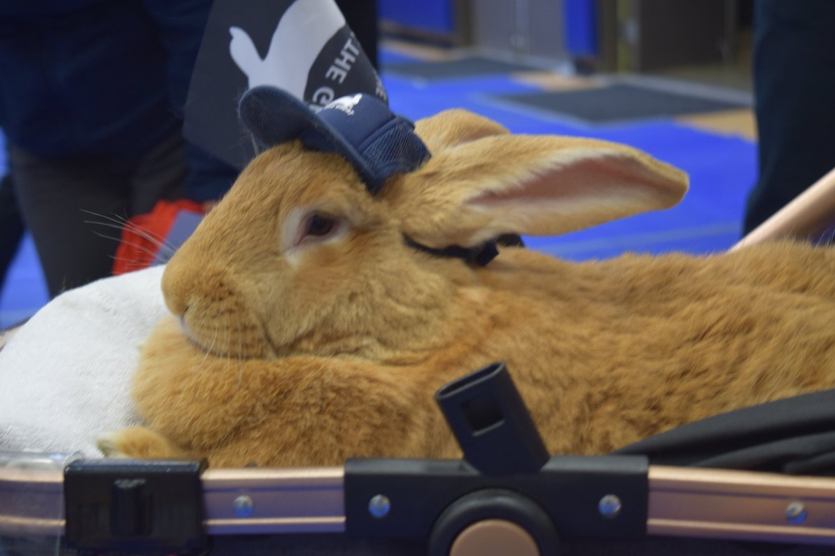 Facilities staff had the opportunity to join the UCSF community in hugging puppies and bunnies today. It was fun!