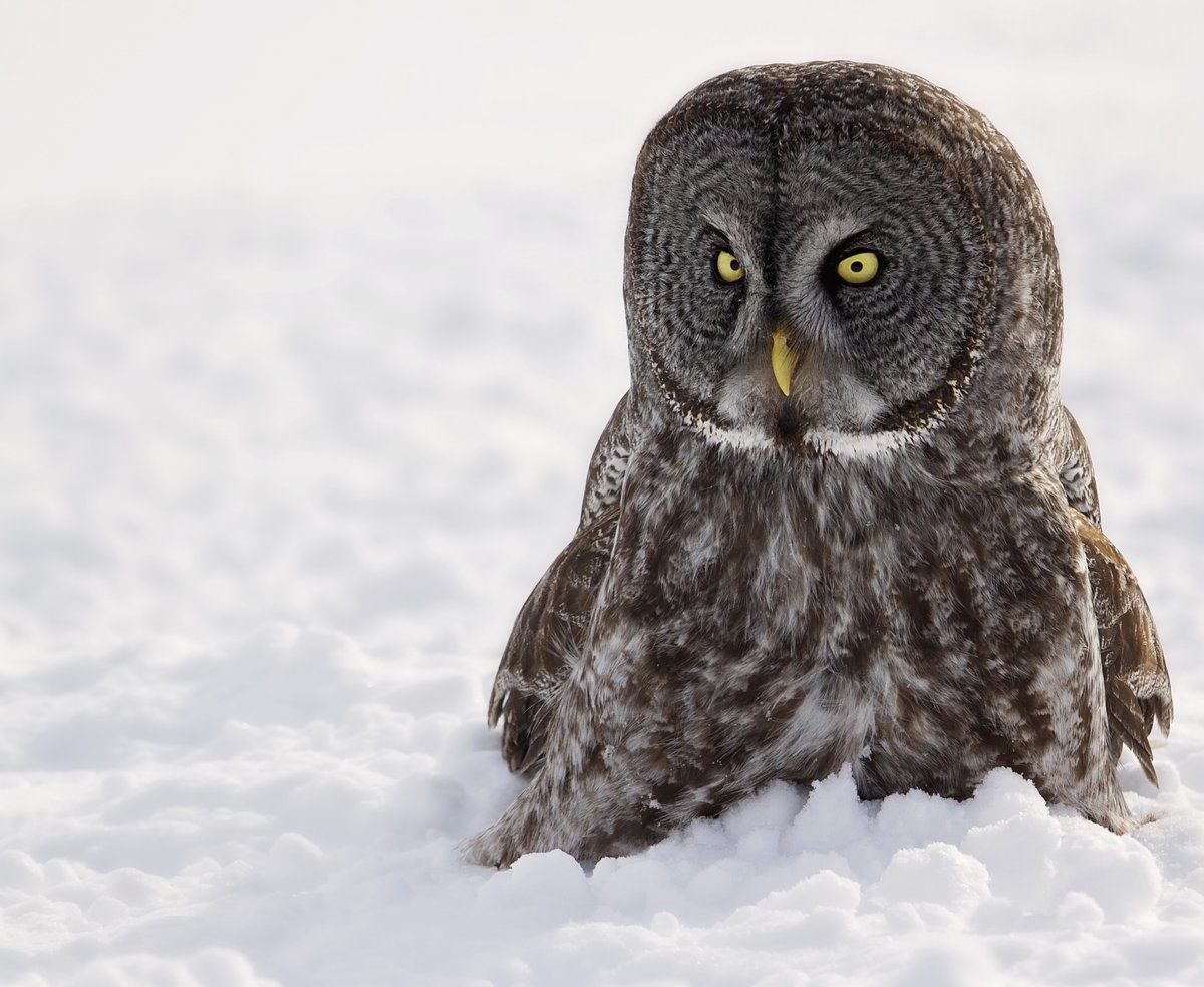 Winter is coming! ❄️ Starting TODAY (November 1) the Museum will be open from 10:00 am - 4:00 pm. Winter hours will continue until February 29, 2024. #ExperienceWonder