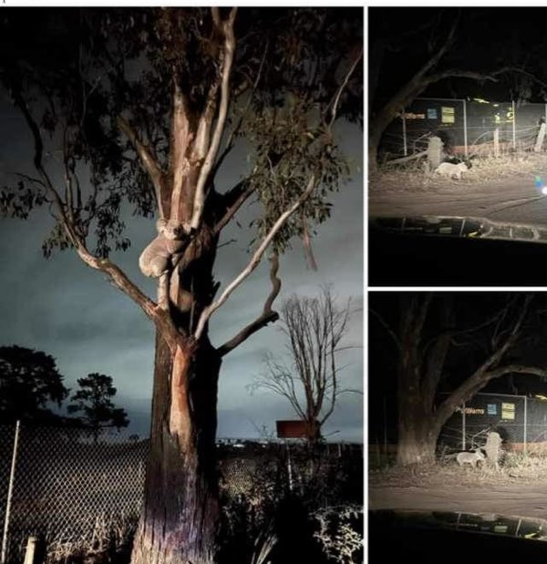 savesydneykoala's tweet image. Heartbreaking Scene as @Lendlease development acts as a barrier to dispersing koalas #Campbelltown

LL promised overpass &amp;amp; underpass , downgraded their designs and still nothing delivered

Its time for urgent action

@PennySharpemlc @JonDeeOz @johaylen @AJPNSW 

(Wires rescued)