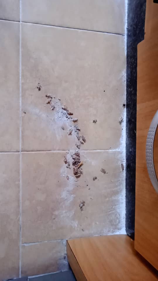 Estoy agendado fumigaciones para el sábado, escribeme si quieres que te ayude a acabar con las chiripas. #caracas