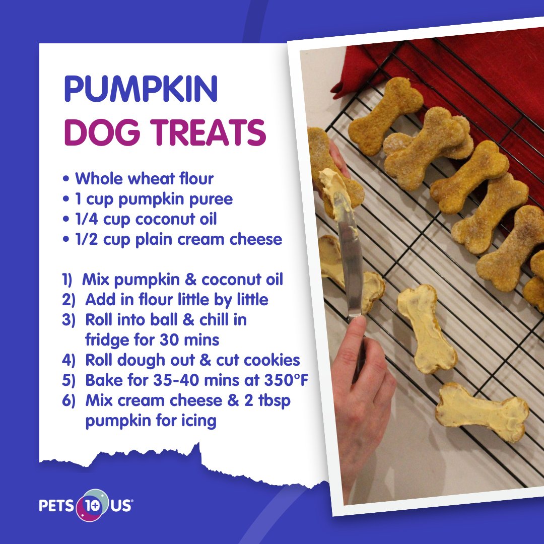PetsPlusUsIns's tweet photo. Let us know if you try out these pumpkin dog treats for #CookForYourPetsDay! 🎃🦴

Get the full recipe here: https://t.co/hT9jcDWbxm https://t.co/J6ETOqF9S4