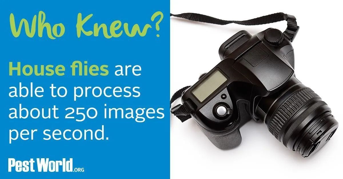 NWPest_Control's tweet image. Did you know house flies are able to process 250 images per second. #HouseFly buff.ly/2TyrpMr