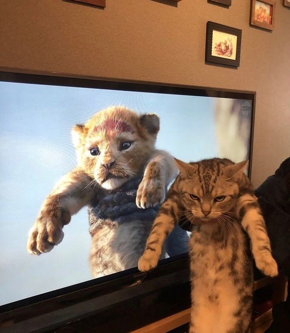 BestOfMeow's tweet photo. https://t.co/HrhXMFkc7e