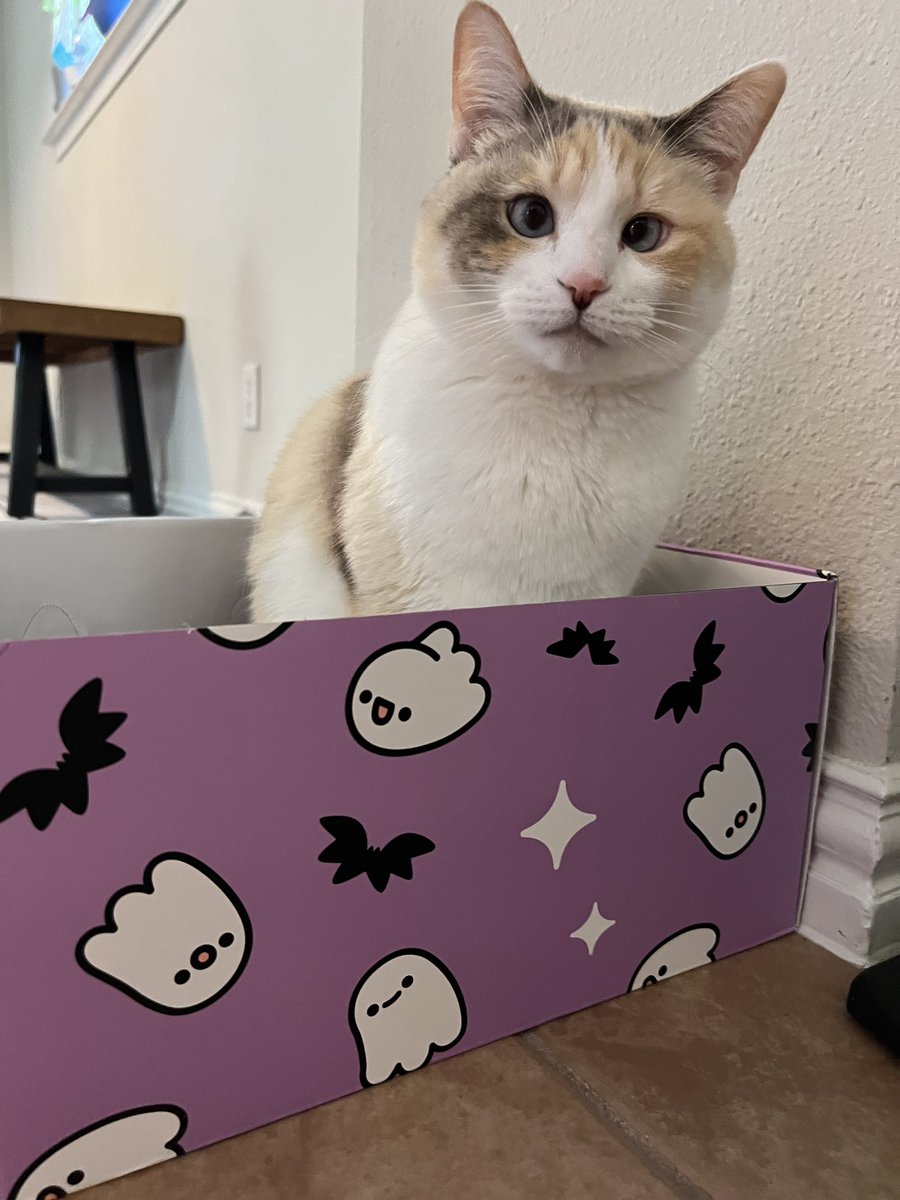 fatfatpankocat's tweet photo. Just a girl and her favorite box https://t.co/VzuOj3aIeh
