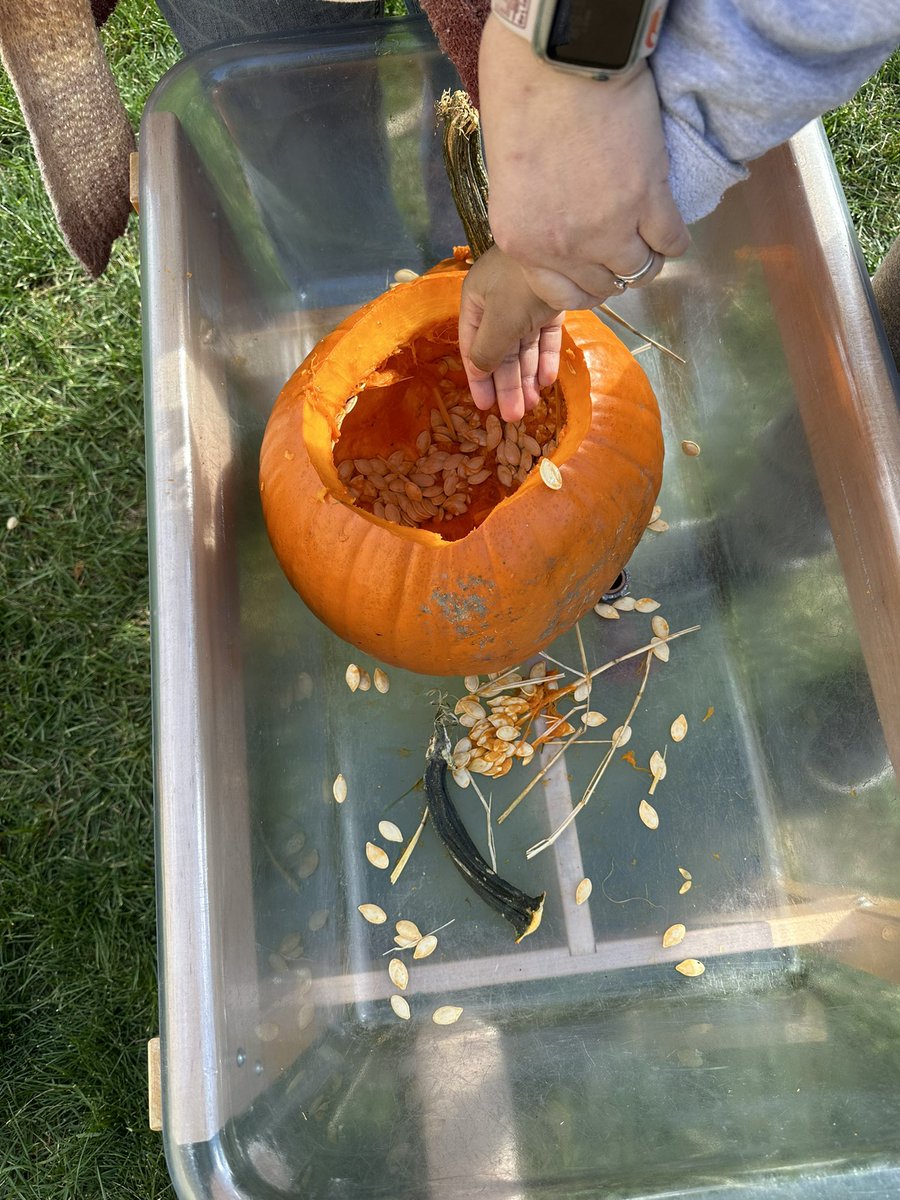 Thank you to <a href="/SummersFarm/">Summers Farm</a> for donating pumpkins for our at school pumpkin patch! Fun time for our Expressions students! #mpsknightpride <a href="/ShannonPisculli/">Dr. Shannon Pisculli</a>