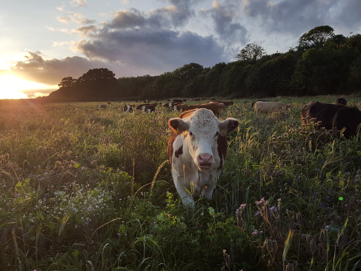 Trying to find some pics for tomorrow where I'm helping out at the @CotswoldSeeds herbal ley event at @RealFarmED. Basically I have 1000 pictures of cows eating and need to edit them down! #naturefriendlyfarming #grazinisamazin #pastureforlife