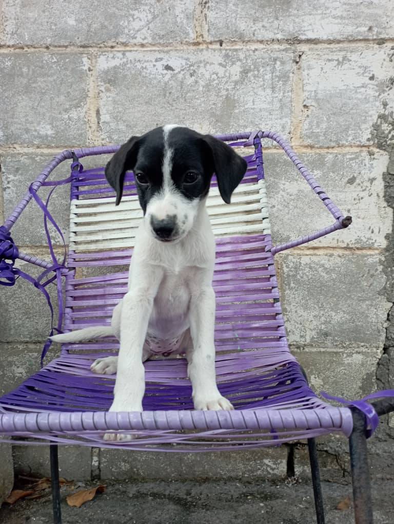 En adopción responsable 2 meses +58 412-6743591. Barquisimeto