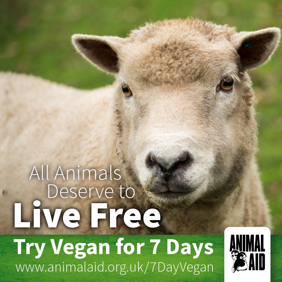 All animals deserve to live free from harm. ❤️ Sign up for our 7 Day Vegan Challenge today: animalaid.org.uk/7DayVegan #WorldVeganDay #WorldVeganMonth