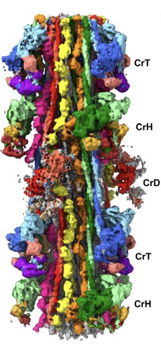 The <a href="/UMass/">University of Massachusetts</a> Chan Padron-Craig lab PDB 8G4L atomic structure was achieved at the <a href="/UMass/">University of Massachusetts</a> Chan Cryo-EM Core, superbly staffed and equipped (<a href="/thermofisher/">Thermo Fisher</a> Titan Krios, Talos-Arctica, Glacios),  providing excellent hands-on training.
shorturl.at/wJ124
shorturl.at/DPT39