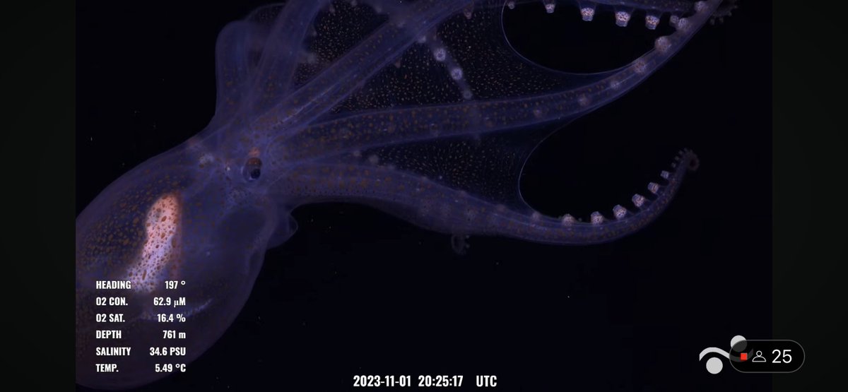 This Vitreledonella glass octopus was so ethereal. Bonus jelly friend in first pic. @SchmidtOcean #MappingGalapagosVents