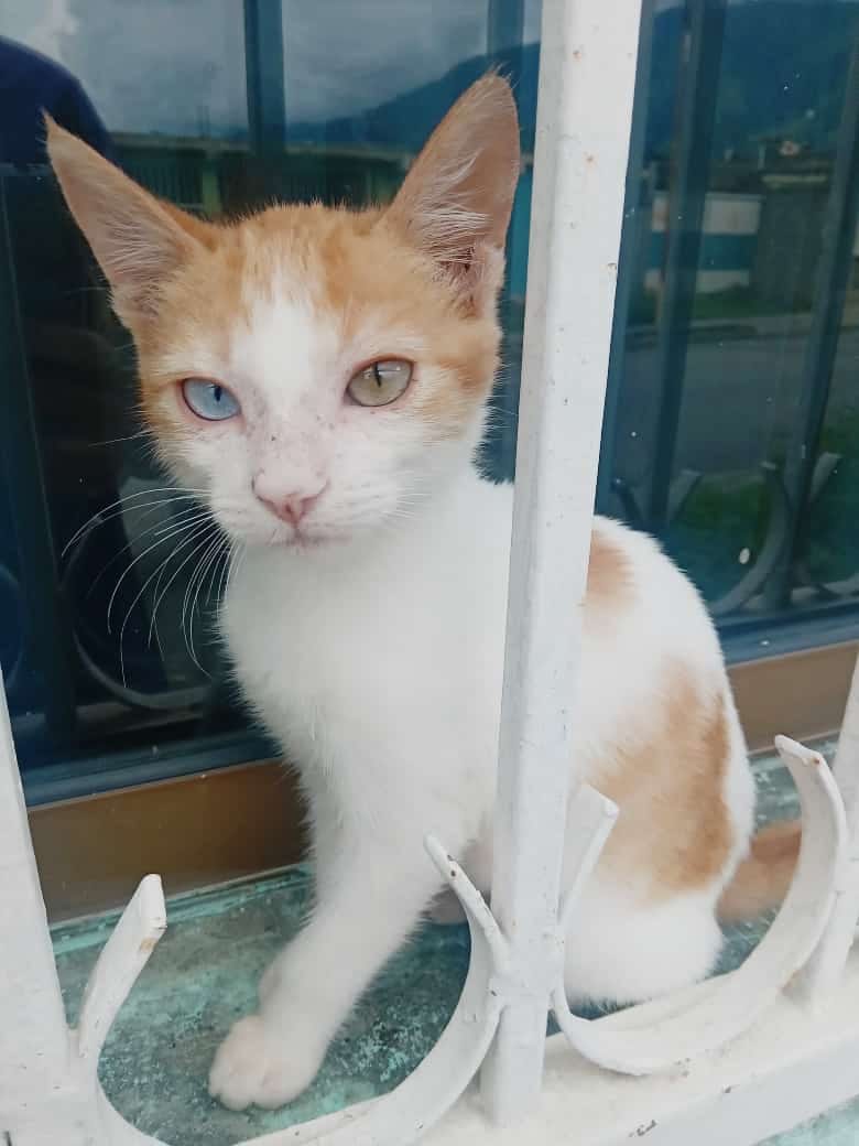 Necesito una familia que me cuide y me quiera ¿quién me adopta?🐈0412-1563020 San Felipe, Yaracuy. Por favor difundir.