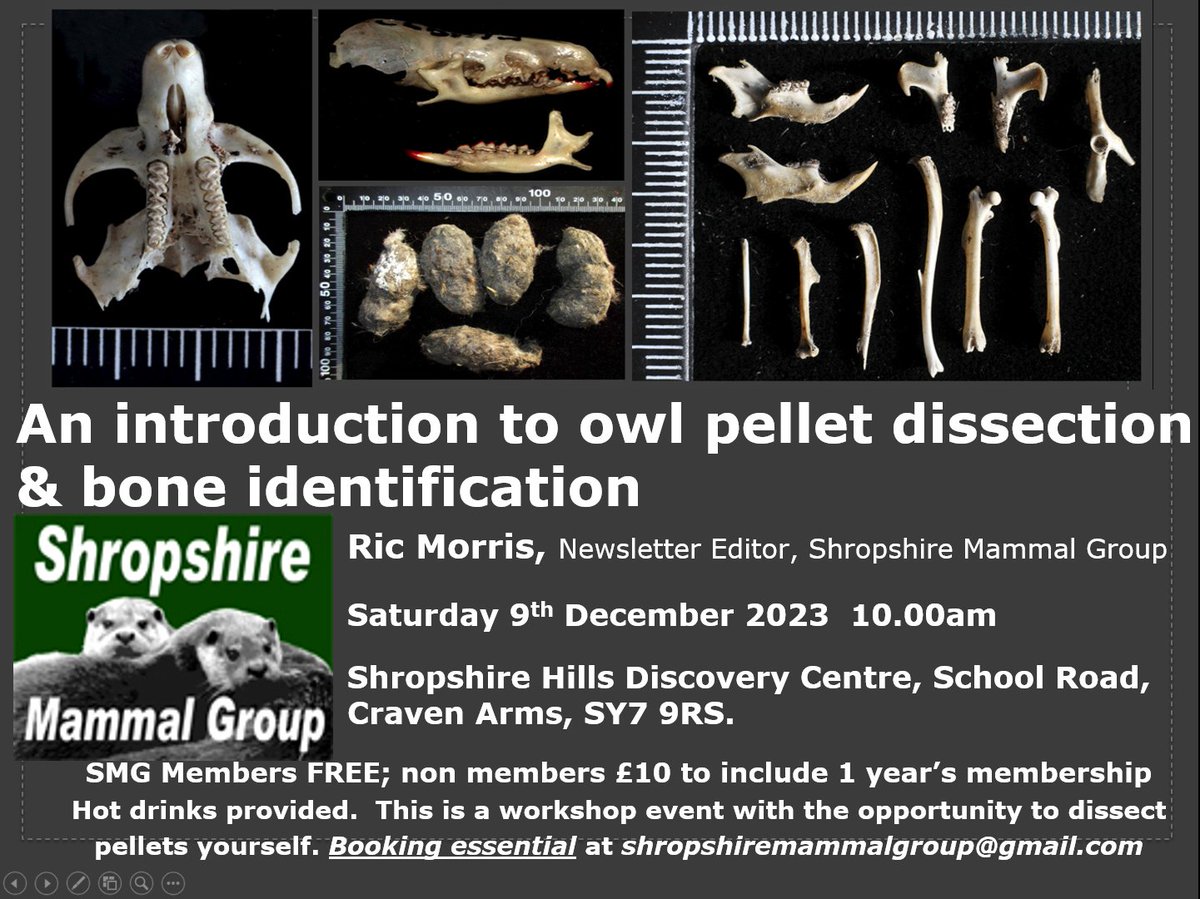 Hello all @Shropsmammals Twitter (X) followers! @Skull_Bloke is delivering another owl pellet ID workshop on Saturday 9th December 2023 at the Shropshire Hills Discovery Centre, Craven Arms, Shropshire. The event will last approx 3 hours. All details on image. See you there!