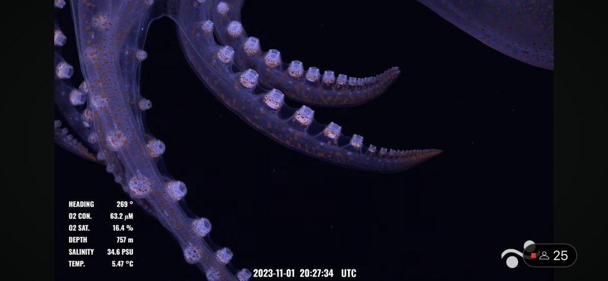 Those suckers are really amazing. What a close up! @SchmidtOcean #MappingGalapagosVents #glassoctopus