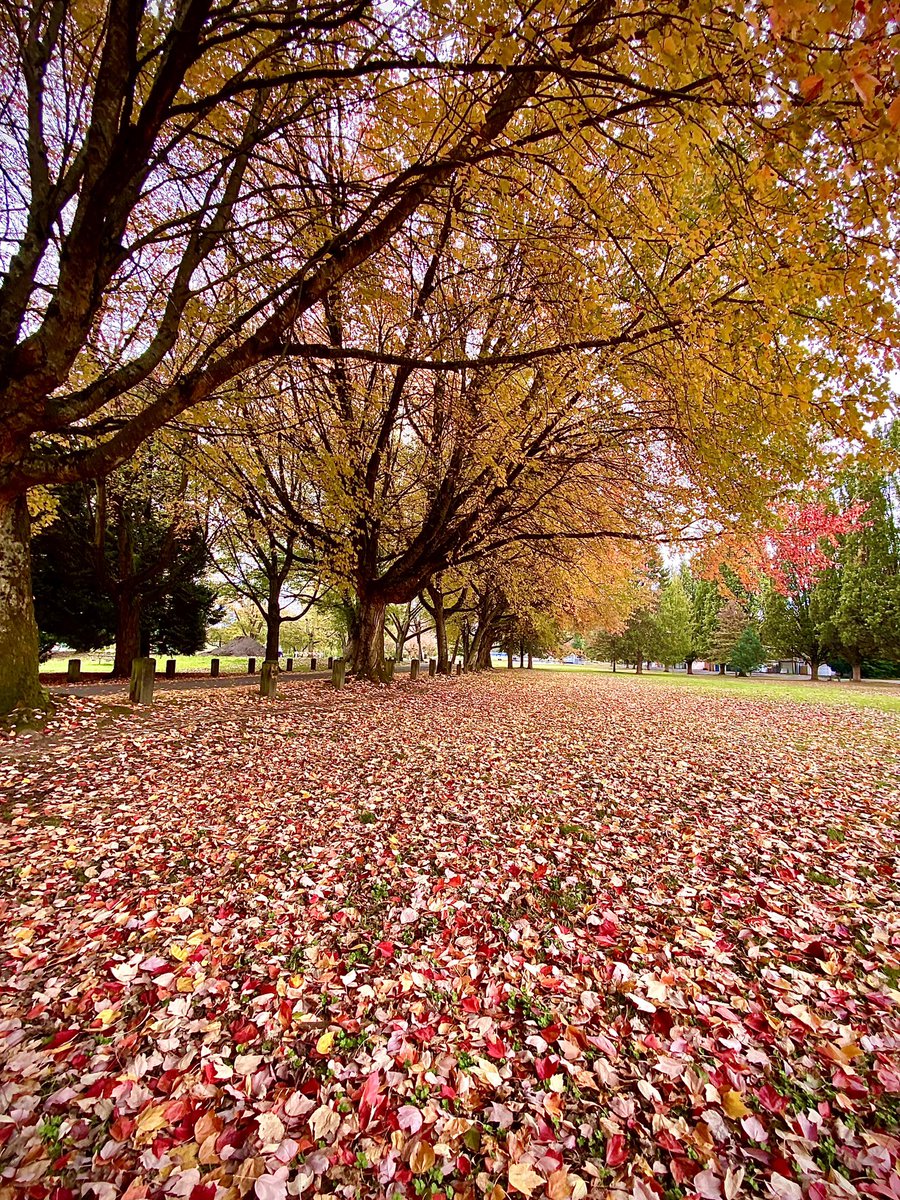 EscafandraMagz's tweet photo. #Vancouver y sus colores de #otoño. ❤️🍁🍂🍃
#VeryVancouver #canada #canadá #turismo https://t.co/zlvs6IQyFZ