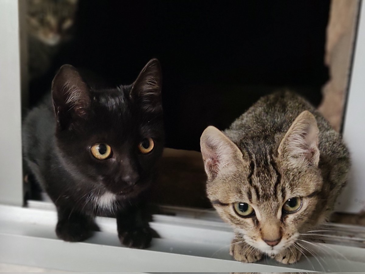 The Wildows Cats tweet media