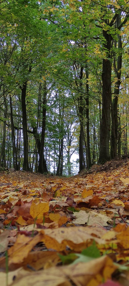 johnusmithu1's tweet photo. Autumn https://t.co/Vl4WYH3AXt