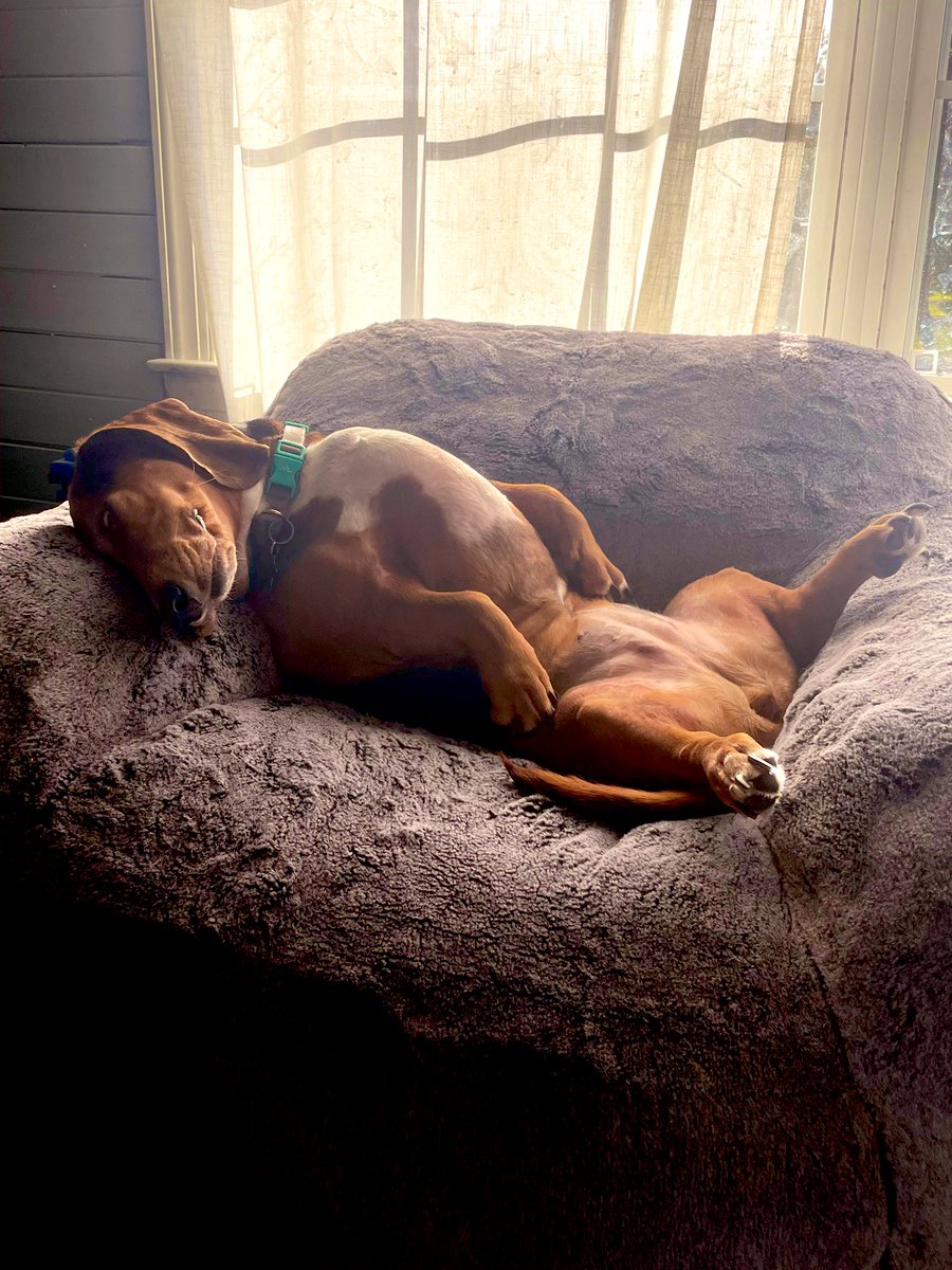 Someone must have had too much candy… #bassethound #HalloweenHangover #dogs