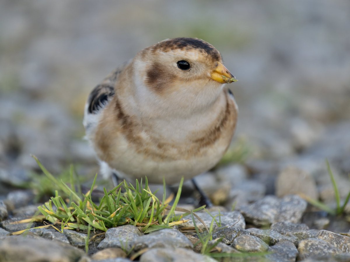 DCCbirder's tweet photo. Snow Buntings are always gorgeous and seemingly always confiding, this individual was no different. Itβs been at Nash Point since Saturday and an hour dodging the showers this afternoon was time well spent.
#SnowBunting #NashPoint #GlamBirds https://t.co/yuAtuv9Gvo