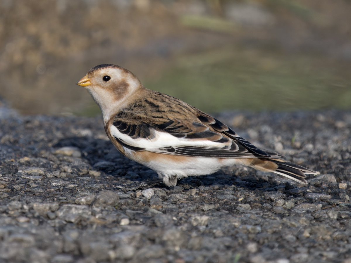 DCCbirder's tweet photo. Snow Buntings are always gorgeous and seemingly always confiding, this individual was no different. Itβs been at Nash Point since Saturday and an hour dodging the showers this afternoon was time well spent.
#SnowBunting #NashPoint #GlamBirds https://t.co/yuAtuv9Gvo