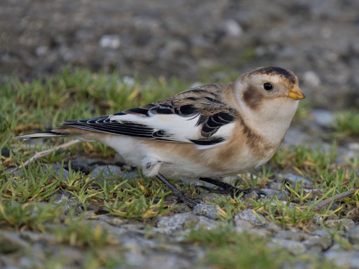 DCCbirder's tweet photo. Snow Buntings are always gorgeous and seemingly always confiding, this individual was no different. Itβs been at Nash Point since Saturday and an hour dodging the showers this afternoon was time well spent.
#SnowBunting #NashPoint #GlamBirds https://t.co/yuAtuv9Gvo