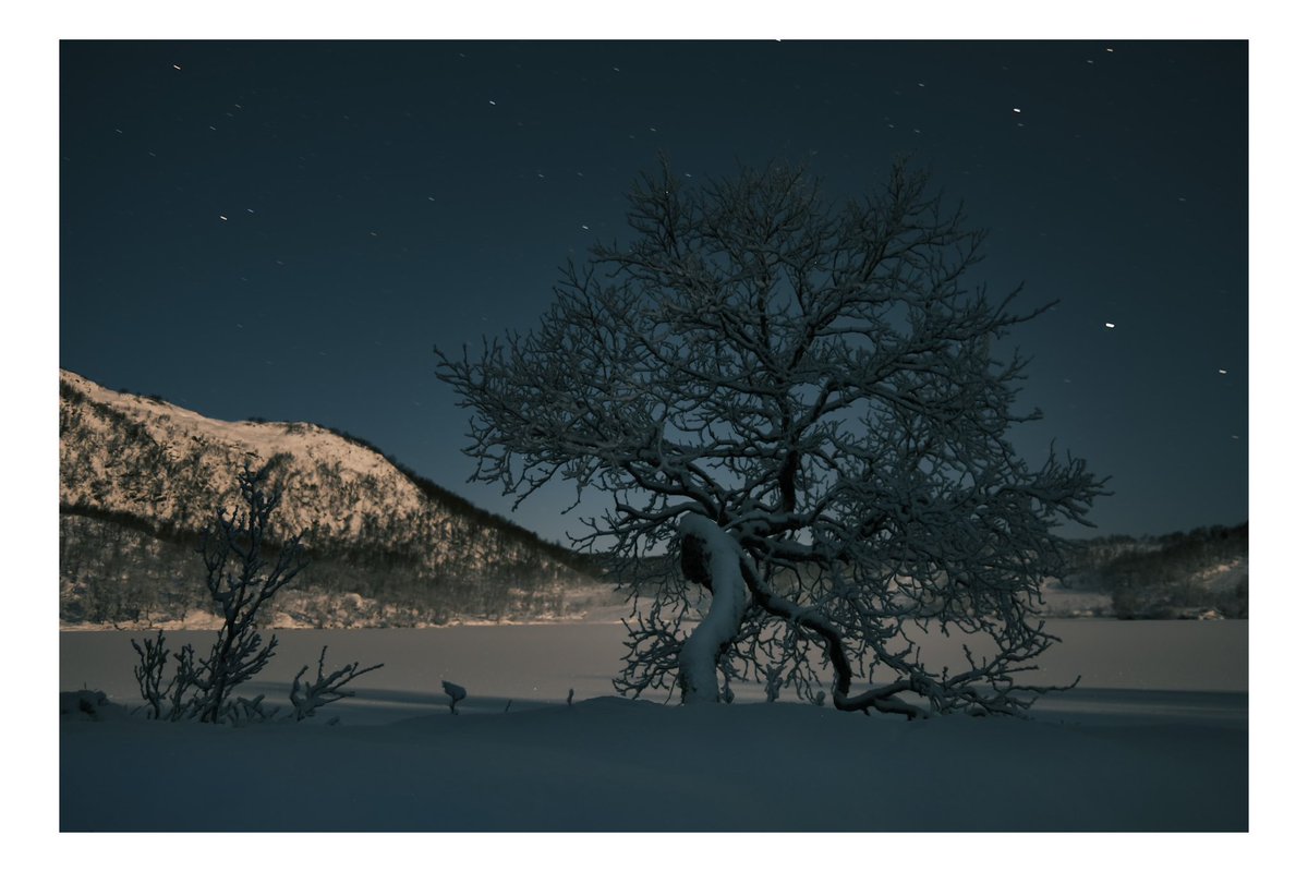 God Night from North-Norway «In the stillness of the night, the lonely tree posed for its portrait» No aurora today, but a great photosession. Allways have your camera with you :) #NightPhotography #LonelyTree #naturephotography
