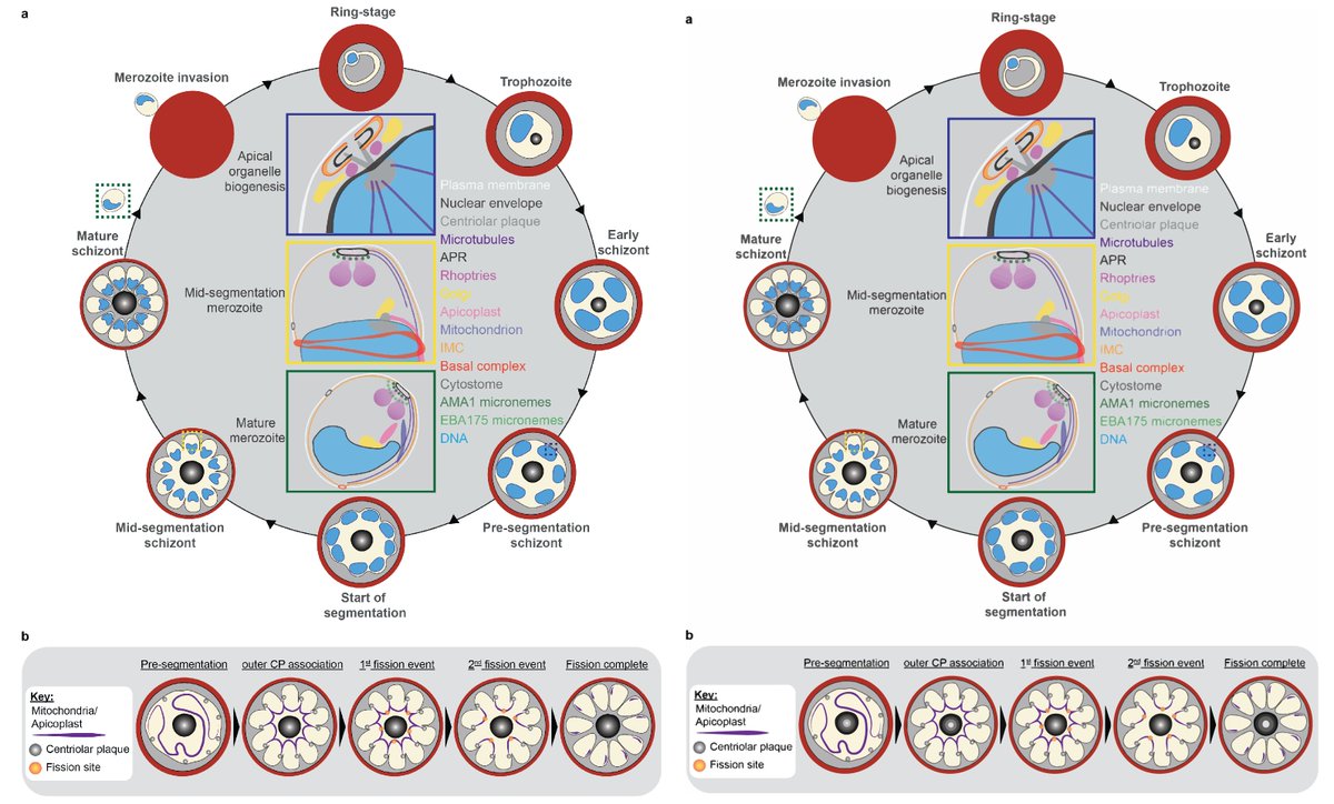 Ben Liffner tweet media
