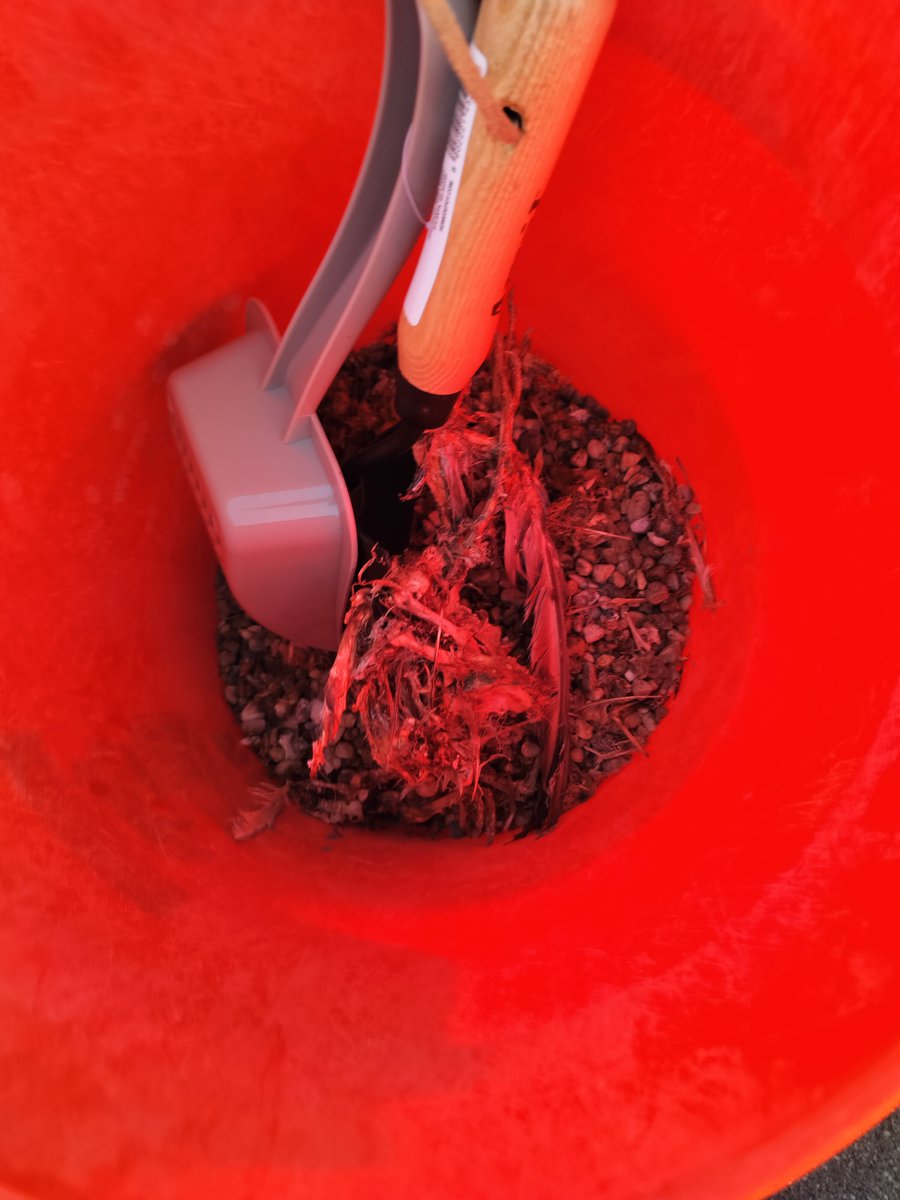 MSU FW Club tweet media