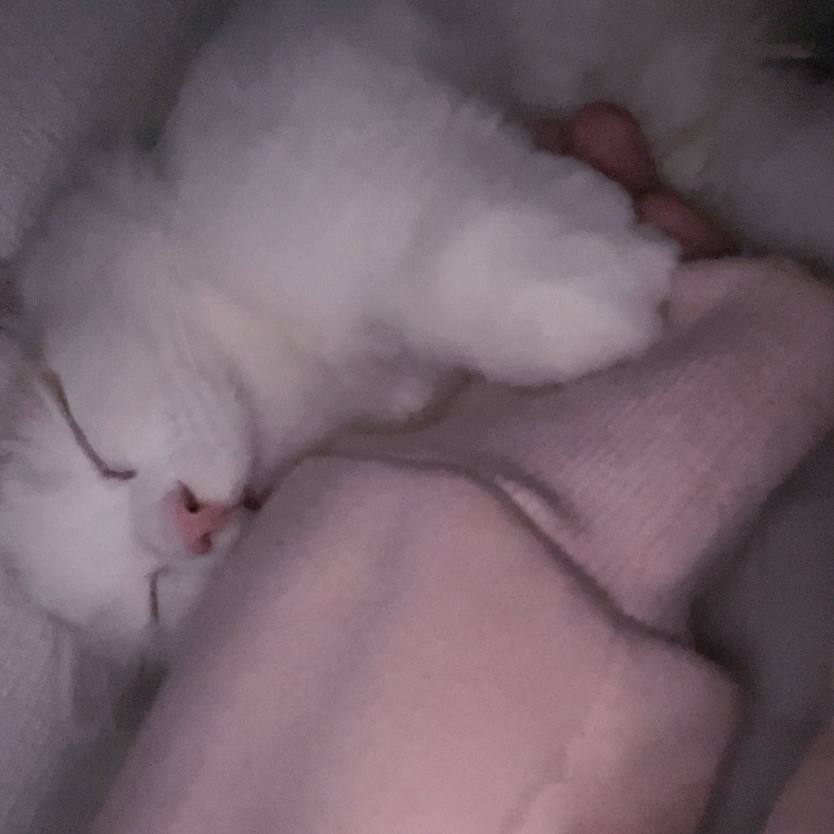 7m7nyn's tweet photo. ねこ、手���うえで寝てる手繋いでる https://t.co/rY6KQFsXpC