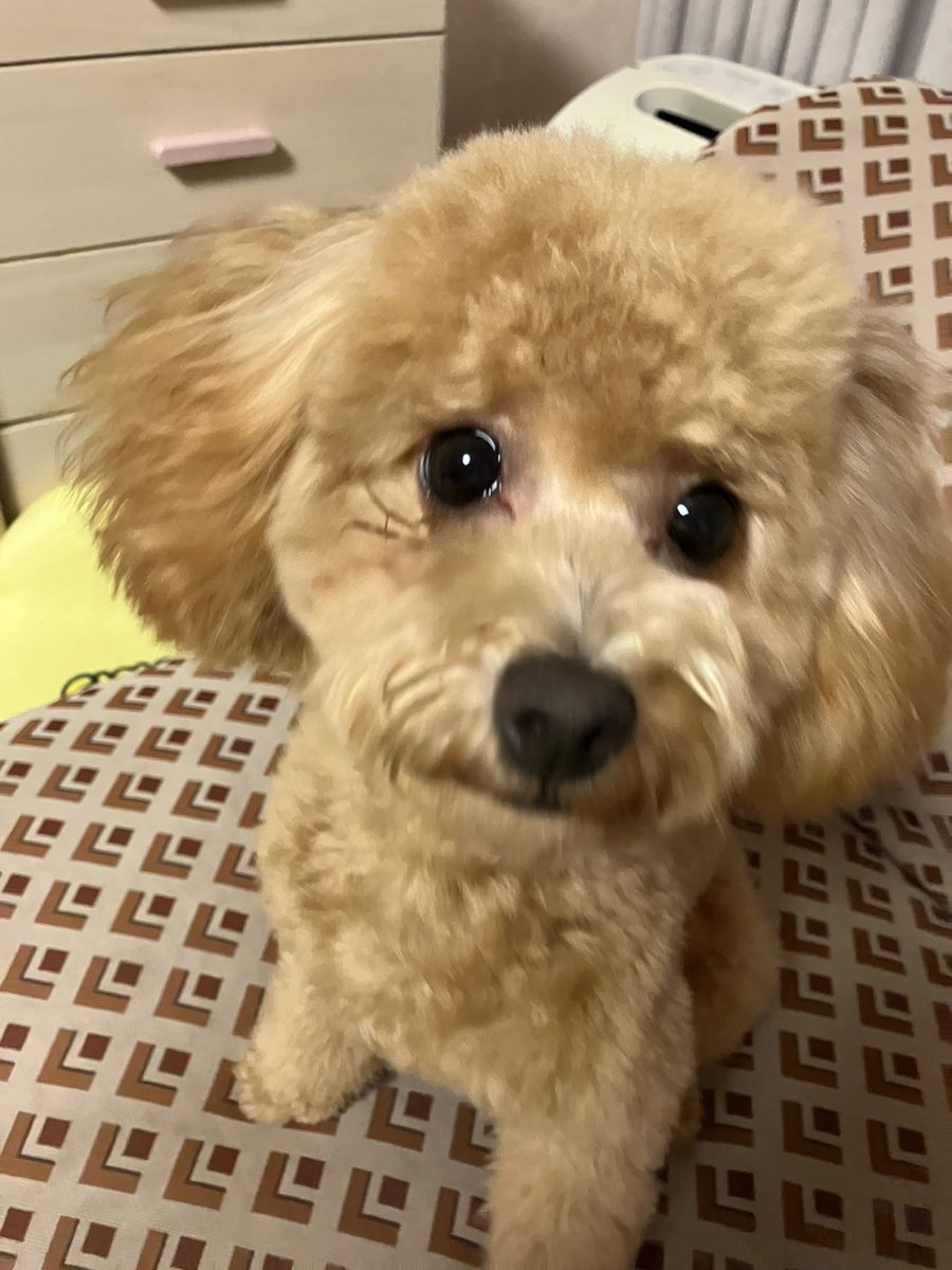 おはようございます😸
昨日はうちのビビさん🐶をトリマーさんのところに連れて行ってきれいきれいにしていただきモフモフ感が復活！👍これを維持していきたいところですが中々ブラシとかをこまめにするのは難しい😅人間と同じく定期的に通わないとですかね✨今日も素敵な１日を☀
#51102おは戦🌲ak