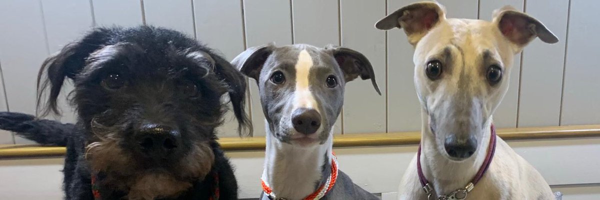 BeardedWhippet's tweet photo. @CharlieDogB @PopperMcGee And this one….. https://t.co/iA4khDrtgs