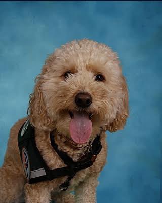 Maverick’s 1st solo yearbook picture! Official therapy dog for our school. #NMESpride #MTPSpride
