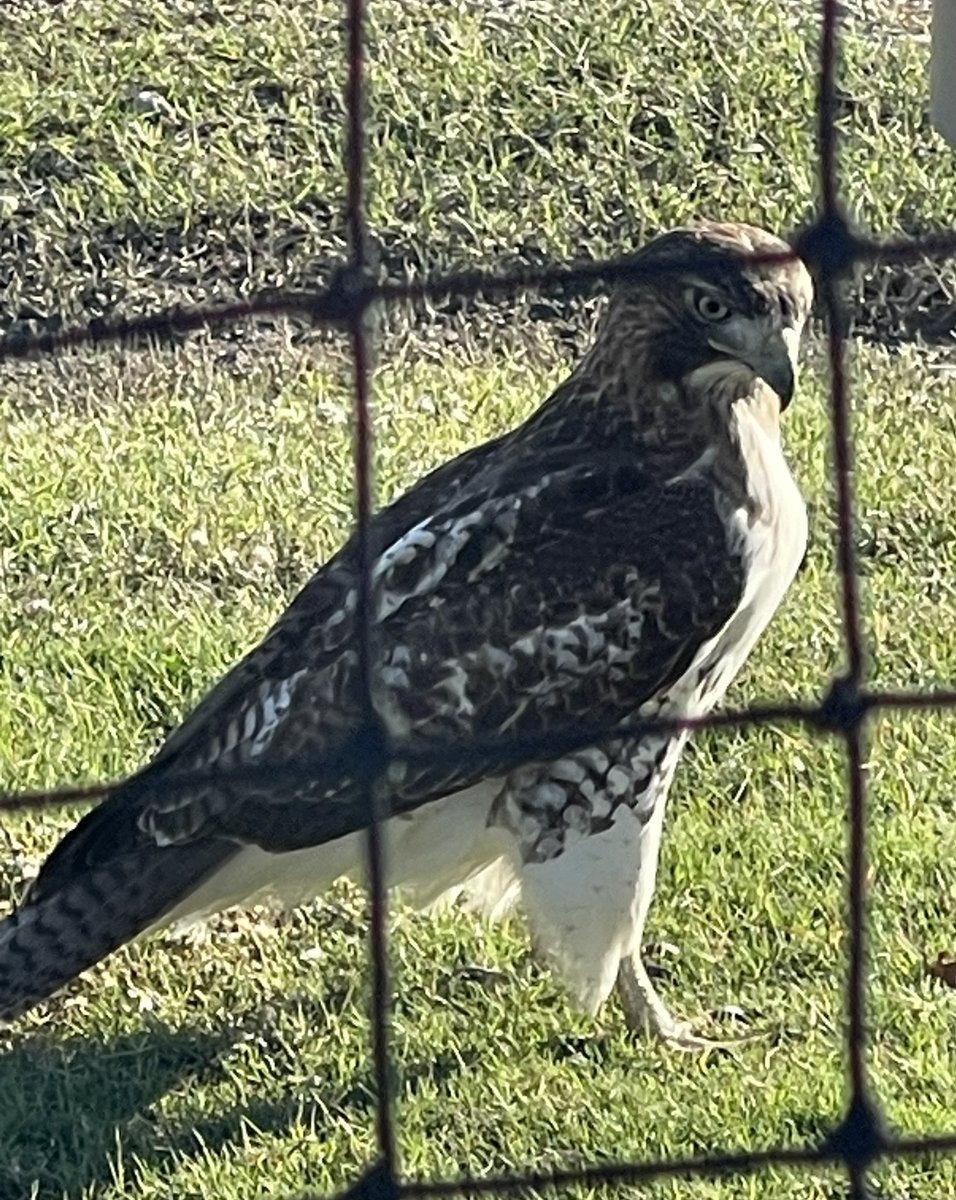 When your mascot lands on your field during BP, you know things are going well. 11/1/23 #FlyHigher