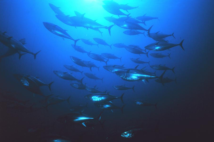NOAAFisheries's tweet photo. Did you know NOAA is a key player in the International Commission for the Conservation of Atlantic Tunas? ICCAT works to sustainably manage highly migratory species 🦈 Check out our contributions: https://t.co/GGpEyIE7R0 
#NOAASoutheastScience @NOAAFisheriesSE https://t.co/ZKaWQi14Rl
