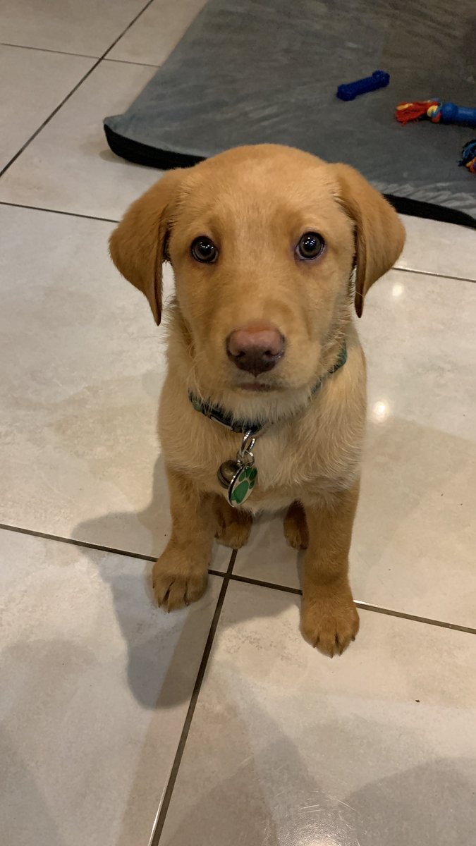 My boy Stevie, from 9weeks to 11months! Time flies when you’re having fun! Stevie we love you very much 🥰🐶