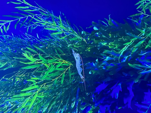 Our HPR media fam is in Mazatlan this week, including a tour of the new Gran Acuario Mazatlan. There’s a surprise at every turn!

#PuebloBonitoExperience #PuebloBonitoResorts
#Mazatlan
