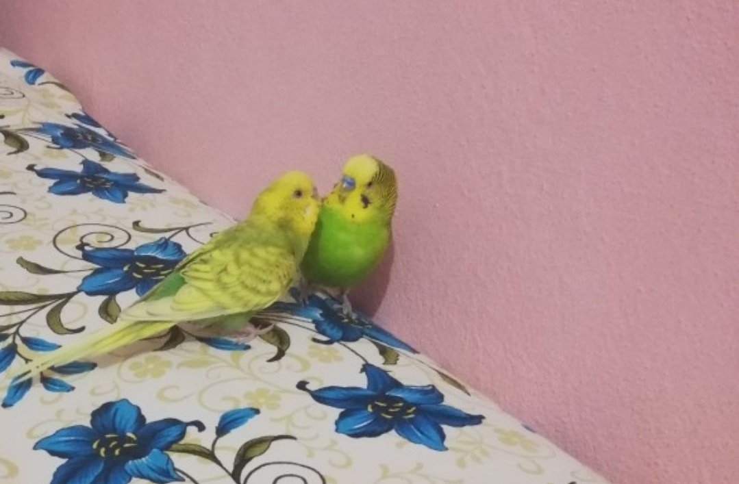 akiimizuharuka's tweet photo. Nereden bakarsan bak aynı vibe🤣🐥🐦#History3modc #makeourdayscount #huangchunchih #waynesong https://t.co/wghm3wWyGx