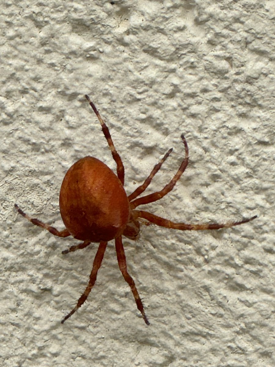 Melhadley's tweet photo. @wildlifebcn  have seen this spider outside our house in Cambourne, any ideas what it is?! https://t.co/AUDFZ9hIFR