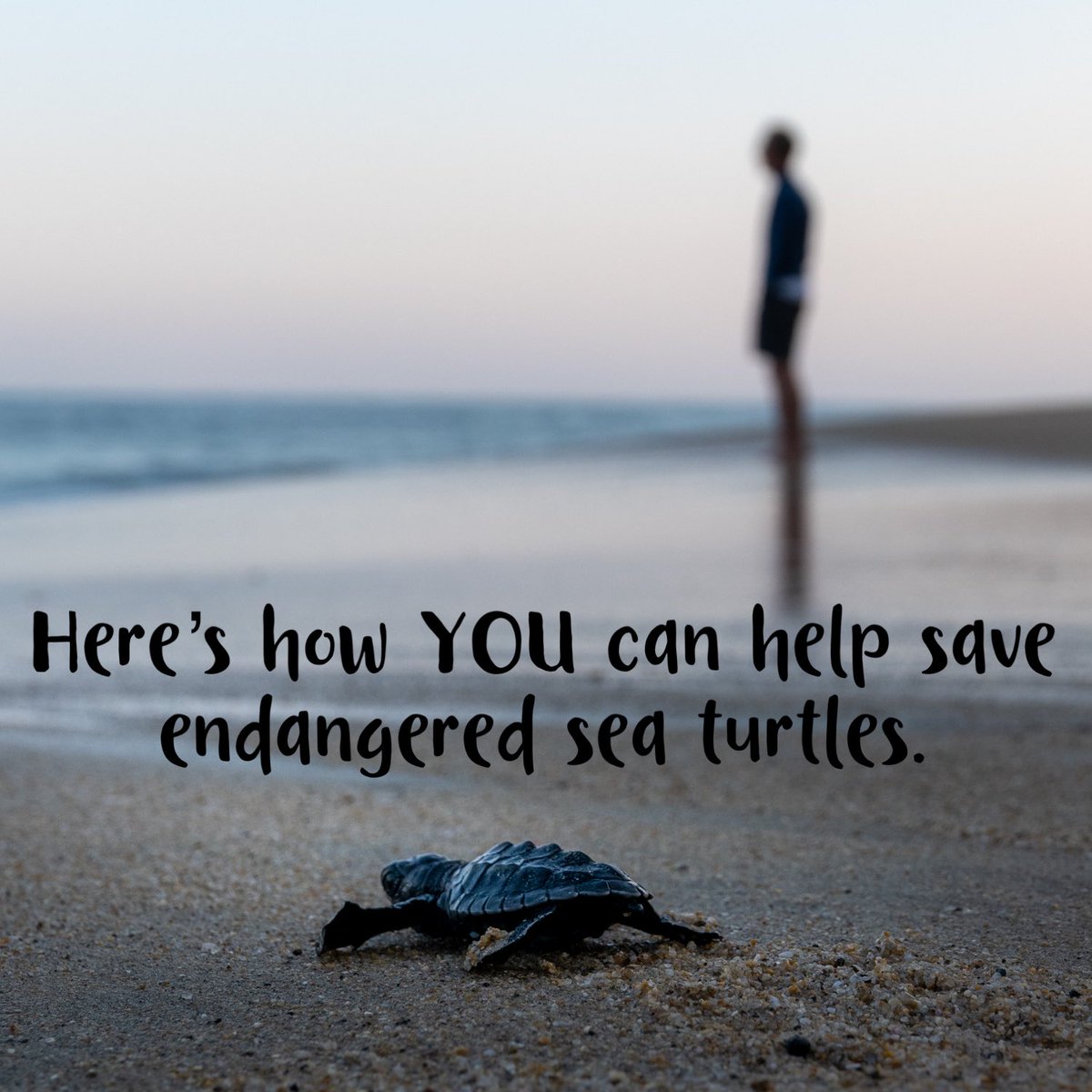 The official #seaturtle nesting season may be over, but you can help save sea turtles all year long. #education #awareness #protection #savetheseaturtles #seaturtlelove #NSTSTF #extinctionisforever 

Find out how ➡️
savetheseaturtle.org