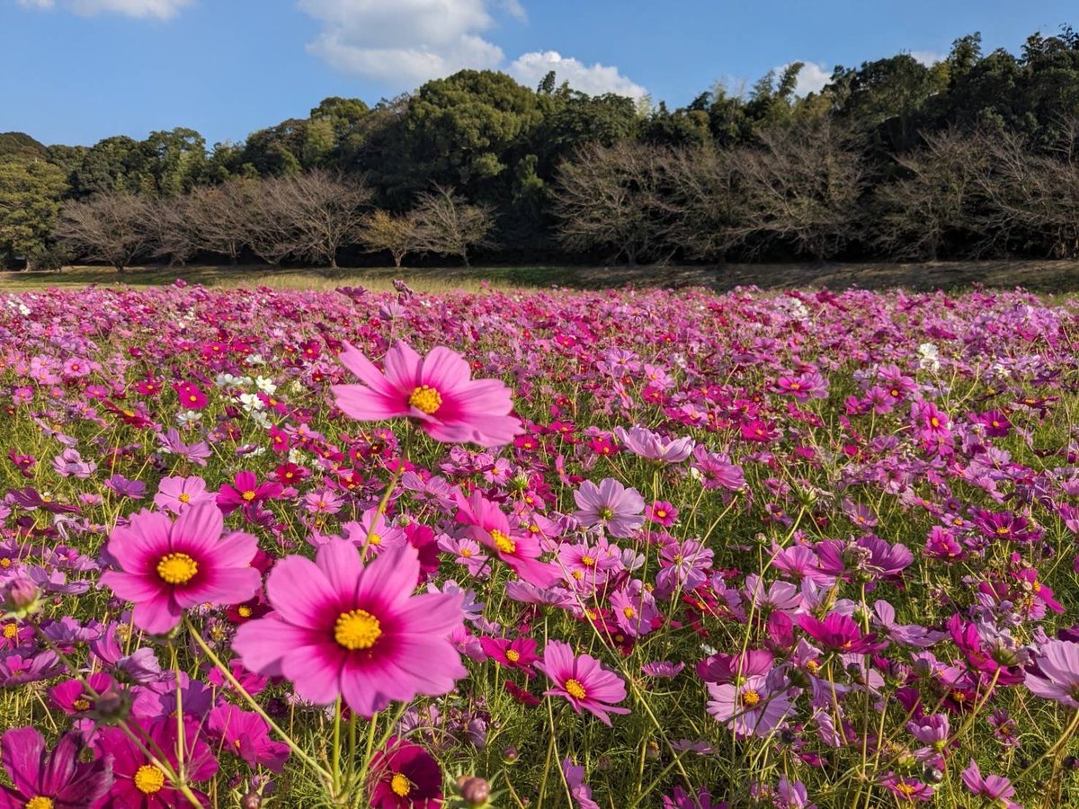 seikyoFK's tweet image. ˗ˏˋコスモスの花言葉は？🌸ˎˊ˗

聖教新聞 #福岡 支局の女性通信員が、水城跡に咲くコスモスを撮影しました📸

コスモスの花言葉は「謙虚」「調和」🌸
誠実な対話の花を咲かせ、わが足元に平和の砦を✨

いい写真だなと思ったらフォローをお願いします😊

#聖教新聞 #明日は祝日