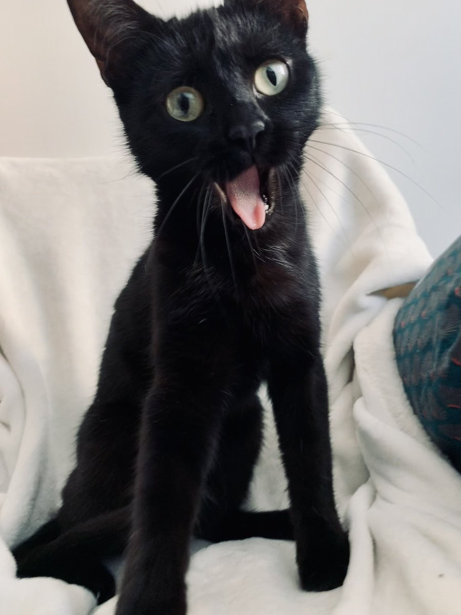 AngelinePotot's tweet photo. @appelezmoimoon Vraiment le chat le plus incroyable ma Raclette https://t.co/P4HX6egGAr