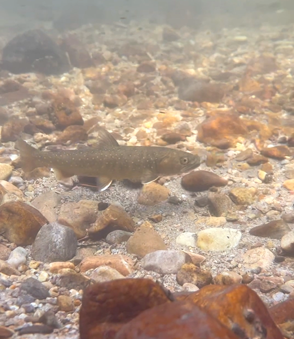 salmonchallisnf's tweet photo. #WildlifeWednesday Spawning bull trout in East Fork Hayden Creek after the 2023 Hayden Fire. https://t.co/gyFy49aYwE