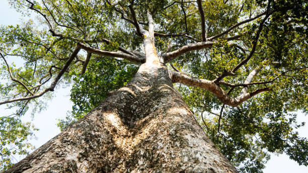 KBStumps's tweet image. &quot;The creation of a thousand forests is in one acorn.&quot; - Ralph Waldo Emerson