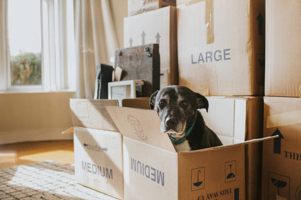Moving boxes come in various sizes. Use small boxes for heavy items like books and larger boxes for lighter, bulky items like linens. Distributing weight evenly ensures safer transportation. #PackingEducation #BoxingTips